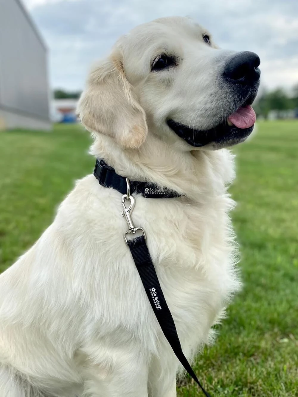 Solid Black Basic Nylon Dog Collar For Small, Medium, & Large Dogs 3 Solid Black Basic Nylon Dog Collar For Small, Medium, & Large Dogs