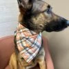 Black & Orange Halloween Plaid Dog Bandana -Sydney So Sweet Black OrangeHalloweenPlaidDogBandana