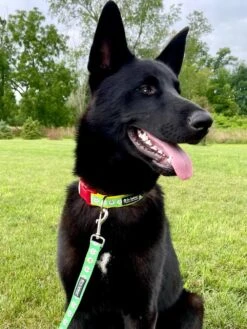 Chickens In A Row Fashionable & Fun Dog Collar