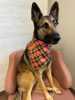 Classic Plaid Halloween Dog Bandana