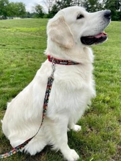 Comic Book Hero Red Fashion Dog Collar -Sydney So Sweet ComicRedBlackc 1