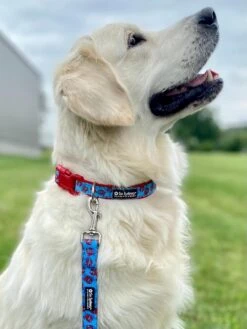 New England Crab Blue & Red Comfy Dog Collar
