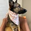 Cute Little Ghost Dog Bandana -Sydney So Sweet CuteLittleGhostDogBandana