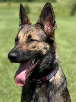 Fancy Flamingo Blue & Pink ComfyUnique Fashion Dog Collar