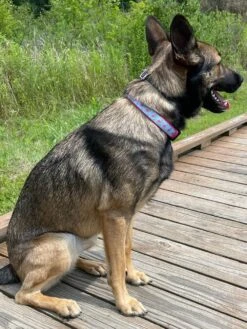 Fancy Flamingo Blue & Pink ComfyUnique Fashion Dog Collar -Sydney So Sweet FlamingoLunac 1