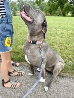 Fox Hunt Blue & Orange Adjustable Fashion Unique Dog Collar -Sydney So Sweet Foxc 1