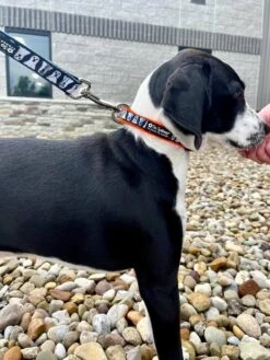 Spooky Ghost Halloween Comfy, Adjustable Holiday Dog Collar -Sydney So Sweet Ghost2c 1