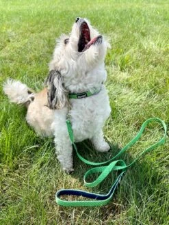 Lime Green & Navy Polka Dots Fashion Dog Collar