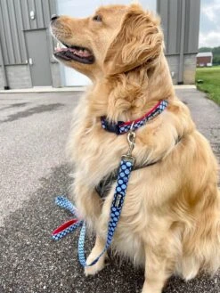 Red & Blue Jumbo Polka Dots Cute Fashion Dog Collar -Sydney So Sweet JumboPolkaBlue Red2c 1