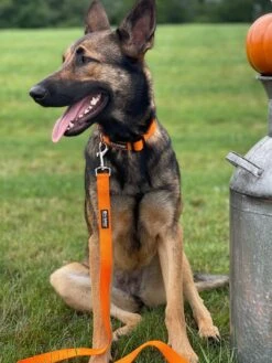 Orange Adjustable Nylon Dog Collar For Small, Medium, Or Large Dogs