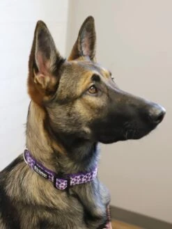 Pansy Purple Floral Cute & Comfy High Fashion Dog Collar