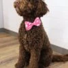 Dog Bow Tie - Whole Lotta Love Hot Pink Heart -Sydney So Sweet MackPinkHeartBowTie
