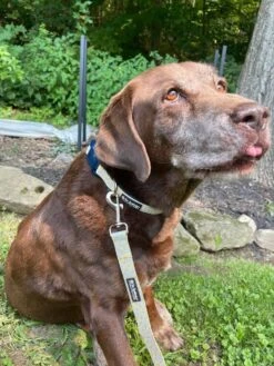 Daisy Floral Yellow & Navy Pretty Fashion Dog Collar -Sydney So Sweet NavyDaisy2 1