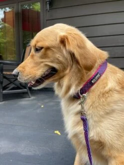 Navy & Hot Pink Polka Dots Adjustable Fashion Dog Collar