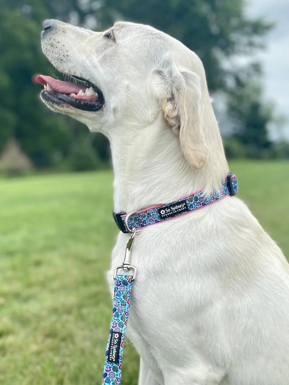 Rainbows & Unicorns Comfy, Cool, & Fun Fashion Dog Collar 3 Rainbows & Unicorns Comfy, Cool, & Fun Fashion Dog Collar