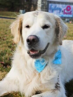 Dog Birthday Bow Tie - Prezzie Blue -Sydney So Sweet RookieBlueBirthday2