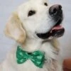Dog Bow Tie - Shamrock Green -Sydney So Sweet RookieShamrockBowTie