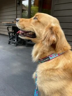 Tulip Hot Pink Floral Blue Springtime Fashion Dog Collar -Sydney So Sweet Tulipc 1