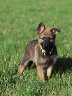 Yellow Adjustable Basic Dog Collar For Small, Medium, Or Large Dogs
