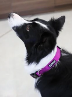 Grape Purple Adjustable Fashion Nylon Dog Collar