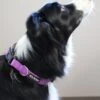 Purple Adjustable Basic Nylon Dog Collar For Small, Medium, Or Large Dogs