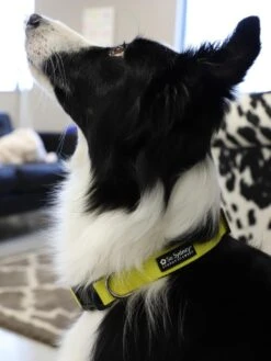 Yellow Adjustable Basic Dog Collar For Small, Medium, Or Large Dogs -Sydney So Sweet ZoeyinYellowCollars 1